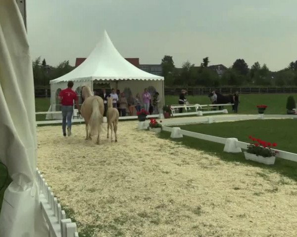 horse Dinero (German Riding Pony, 2014, from Dimension AT NRW)