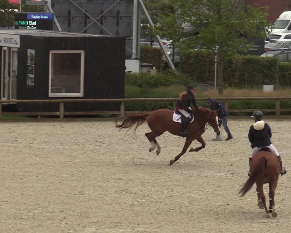FEI Reitturnier Lier (BEL) 2020