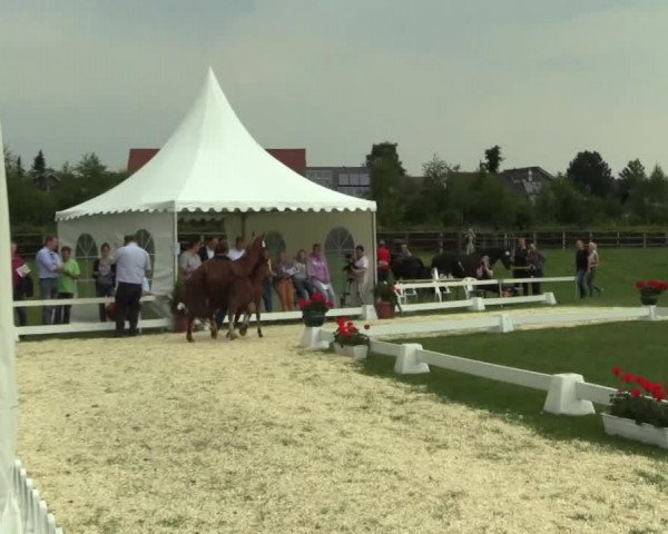 horse Donna H (Westphalian, 2014, from D-Day AT)