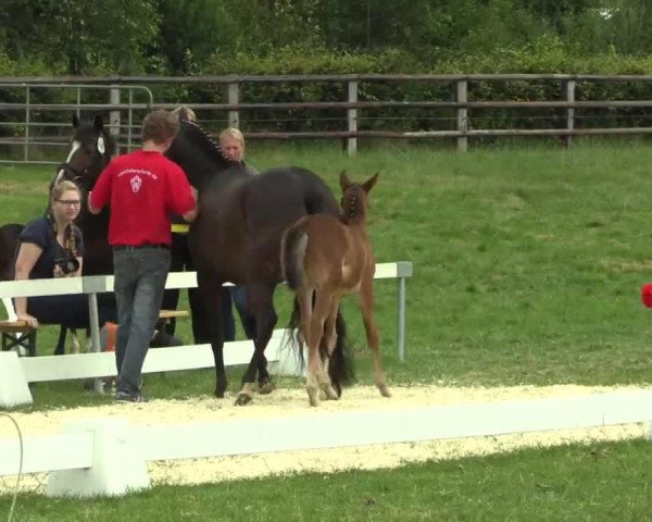 dressage horse Nacho 23 (German Riding Pony, 2014, from Nagano)