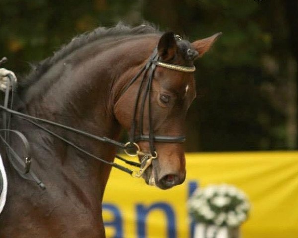 Dressurpferd Lord Moritzburg (Rheinländer, 2006, von Lord Loxley I)