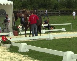 Zuchtstute Pour l'vie (Deutsches Reitpony, 2014, von FS Pour l'Amour)