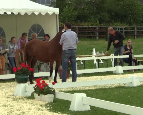 horse Hengst von Nobel Nagano (Westphalian, 2014, from Nobel Nagano NRW)