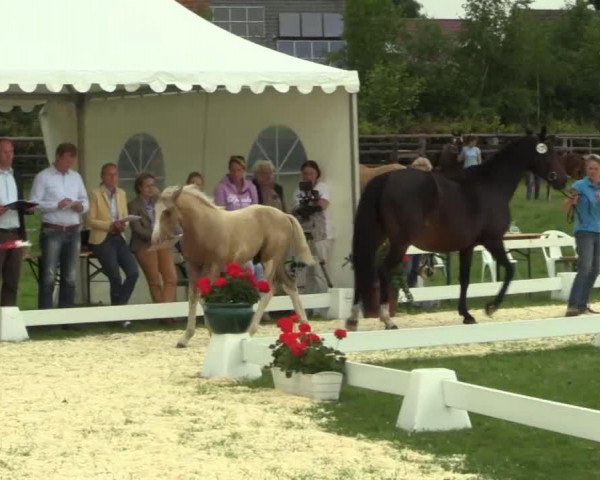 Pferd Stute von Dimension AT (Westfale, 2014, von Dimension AT NRW)