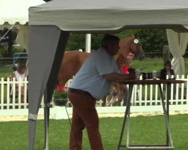 horse Hengst von All at Once (Westphalian, 2014, from All At Once)
