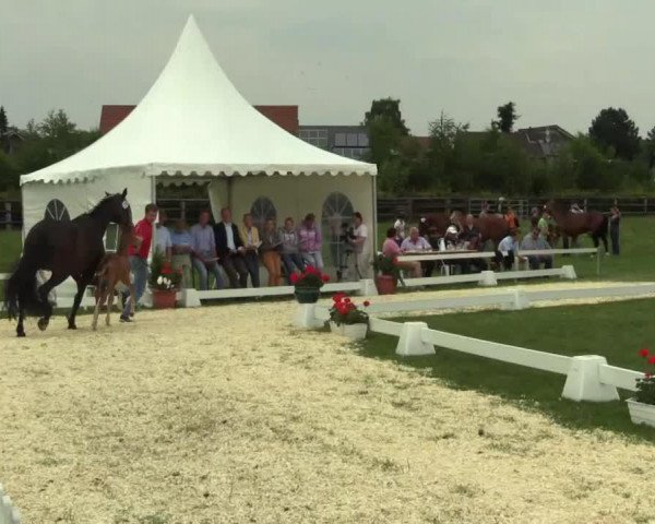 broodmare Soraja (Westphalian, 2014, from Sezuan)