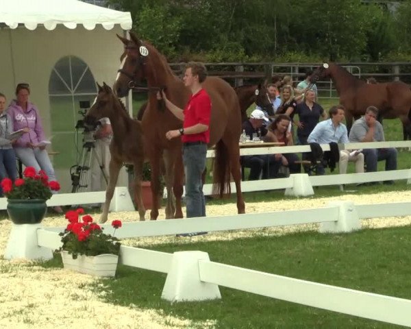 horse Stute von Johnson (Westphalian, 2014, from Glock's Johnson Tn)