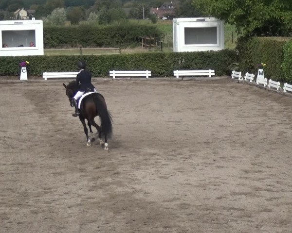 Reitturnier Übach-Palenberg - Scherpenseel 2020