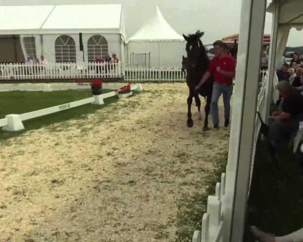 horse Hengst von Sir Fidergold (Westphalian, 2014, from Sir Fidergold)