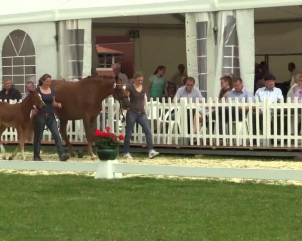 horse Stute von Lemony's Nicket (Westphalian, 2014, from Lemony's Nicket)