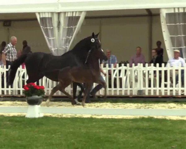 horse Jupp (Westphalian, 2014, from Lemony's Nicket)