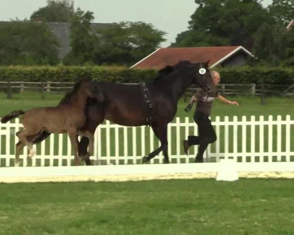 horse Holiday (Westphalian, 2014, from Sir Fidergold)