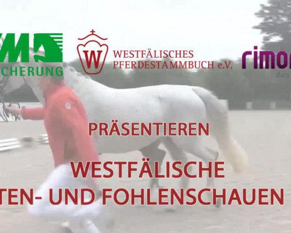 horse Hengst von Tamerhawk (Westphalian, 2014, from Tomahawk)