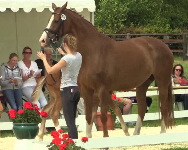 horse Stute von Quasar du Charry (Westphalian, 2014, from Quasar de Charry)
