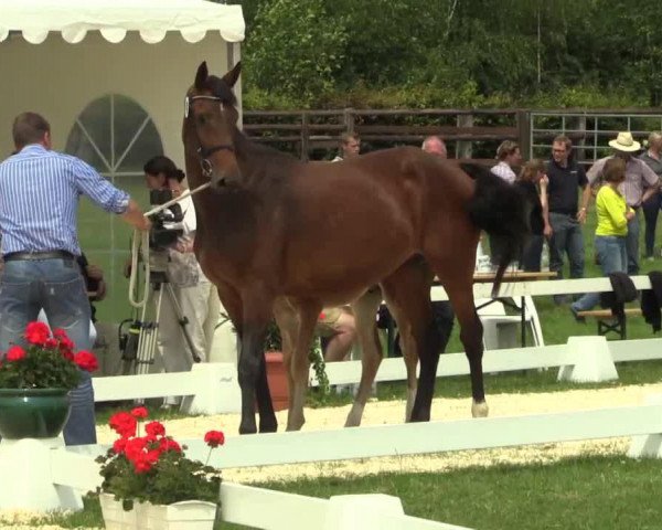 jumper Darley (Westphalian, 2014, from Duracell 2)