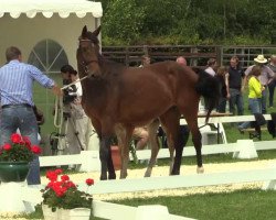 jumper Darley (Westphalian, 2014, from Duracell 2)