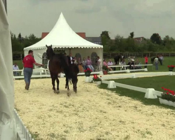 Pferd Stute von Scuderia (Westfale, 2014, von Scuderia)