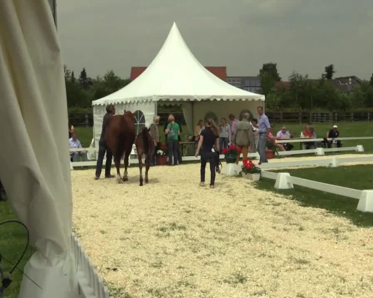 horse Stute von Scuderia (Westphalian, 2014, from Scuderia)