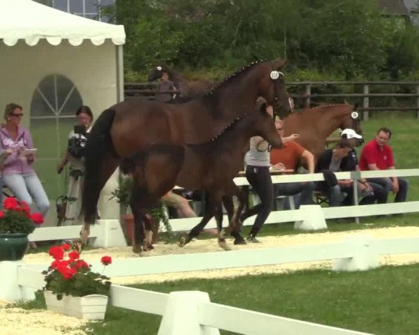horse Hengst von Scuderia /Fürst Grandios (Westphalian, 2014, from Scuderia)
