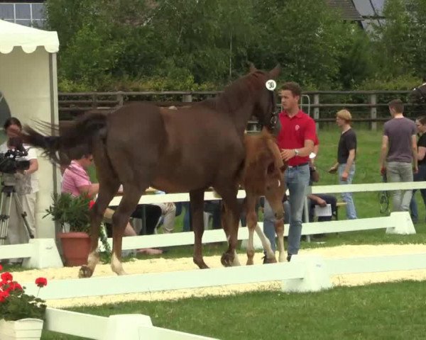horse Stute von Scuderia (Westphalian, 2014, from Scuderia)