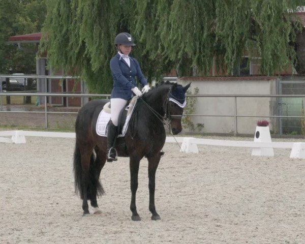 Reitturnier Achern 2020