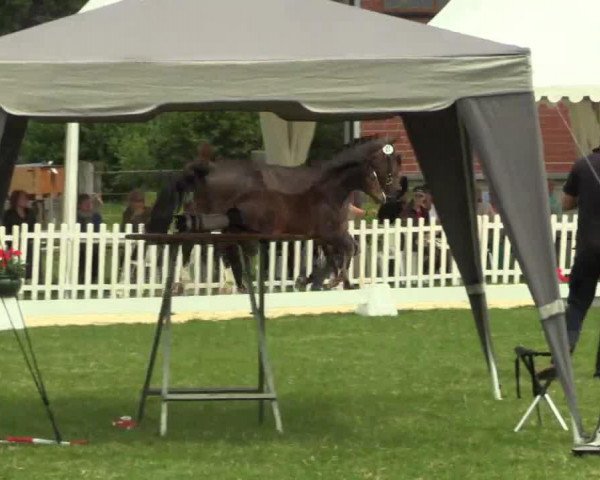 horse Hengst von Scuderia (Westphalian, 2014, from Scuderia)