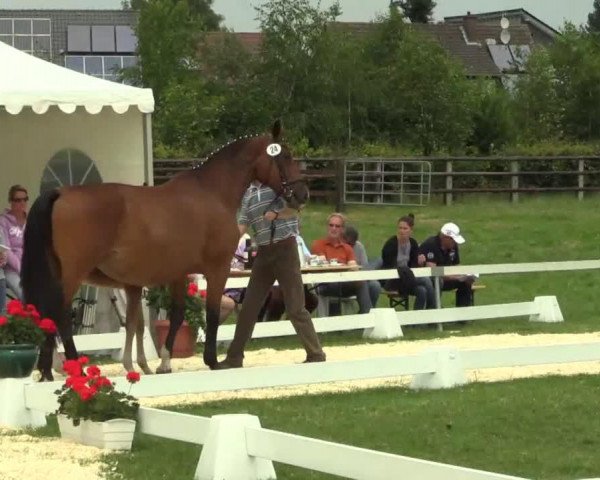 dressage horse Rafinjo (Westphalian, 2014, from Rock Forever II)