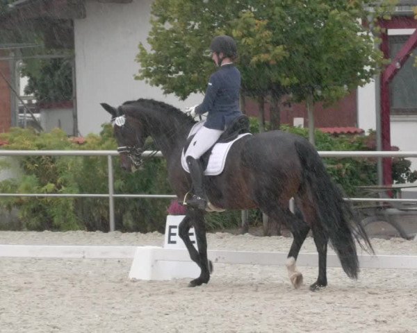 Reitturnier Achern 2020