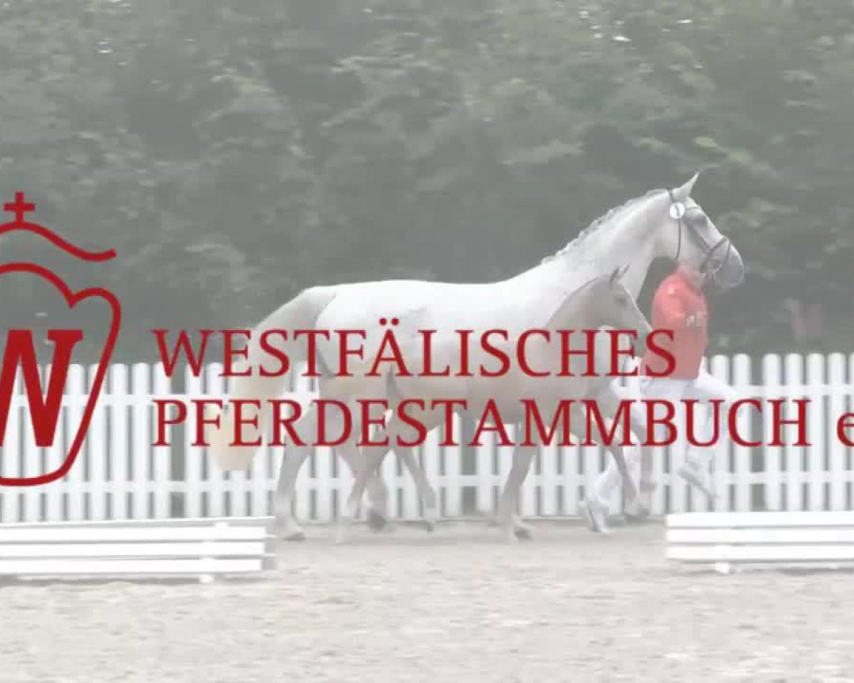 broodmare Stute von Rock Forever II (Westphalian, 2014, from Rock Forever II)