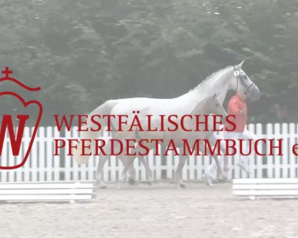 broodmare Stute von Rock Forever II (Westphalian, 2014, from Rock Forever II)