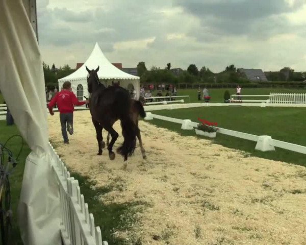 horse Hengst von Rock Forever II (Westphalian, 2014, from Rock Forever II)