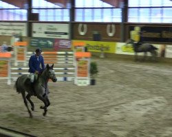 Springpferd Janeiro van't Heiko (Belgisches Warmblut, 2009, von Clearway)