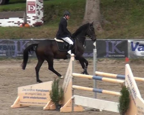 jumper Speedy Jump (Oldenburg, 2010, from Stakkato Gold)