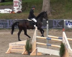 jumper Speedy Jump (Oldenburg, 2010, from Stakkato Gold)