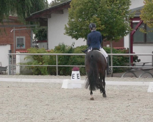 Reitturnier Achern 2020