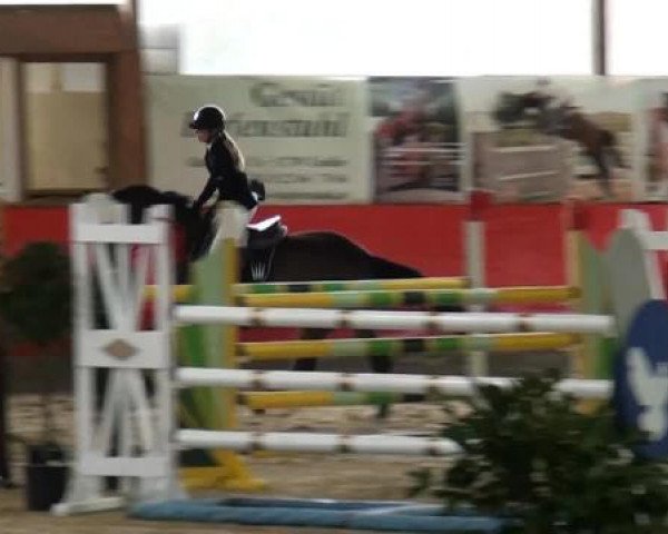 jumper Chabo 3 (Württemberger, 2009, from Check In 2)