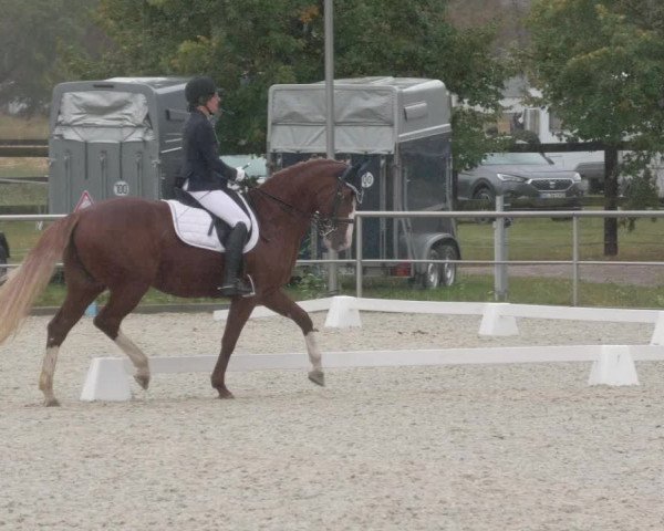 Reitturnier Achern 2020