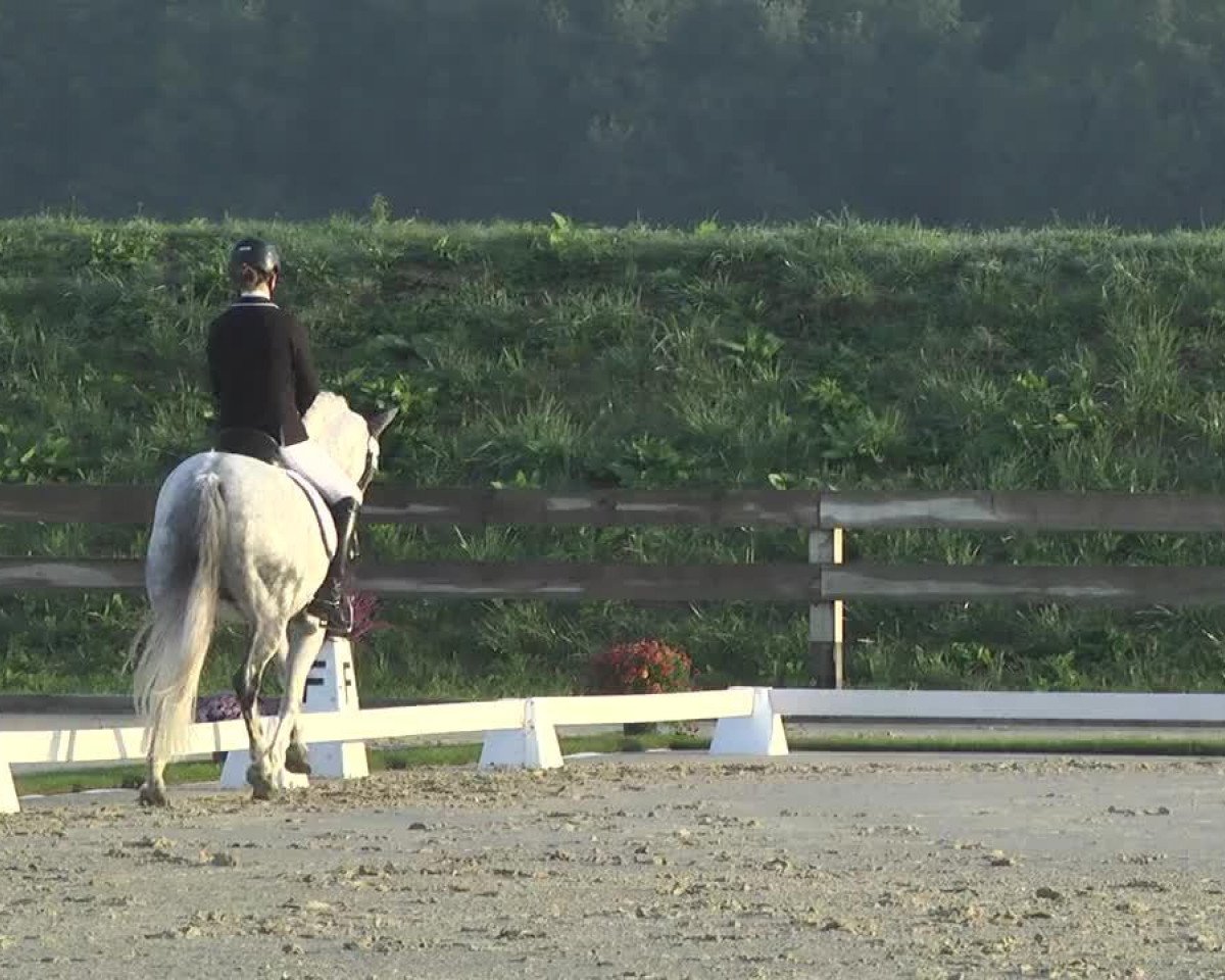 Caballo de Doma Voyeur (Poni de Monta Alemán, 2003, de Veivel R)