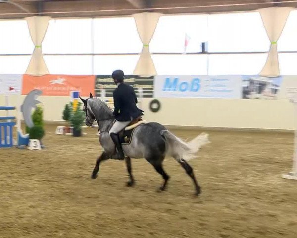 stallion Clapton (Danish Warmblood, 2005, from Clinton I)