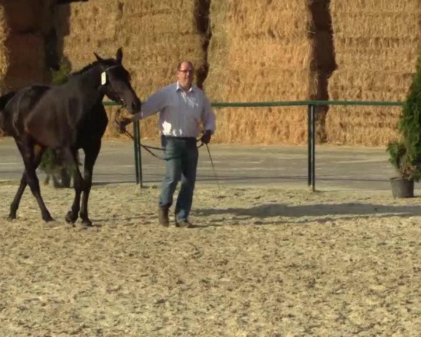 Pferd Rosie Lee (Westfale, 2011, von Rocky Lee)