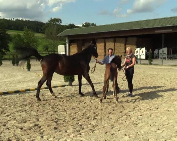 jumper Vitali 26 (Westphalian, 2014, from Valeron)