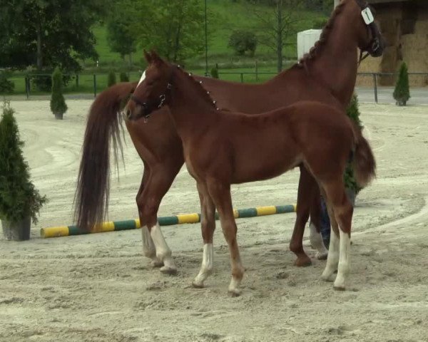 jumper Pilothaga (Westphalian, 2014, from Pilothago Dxb)
