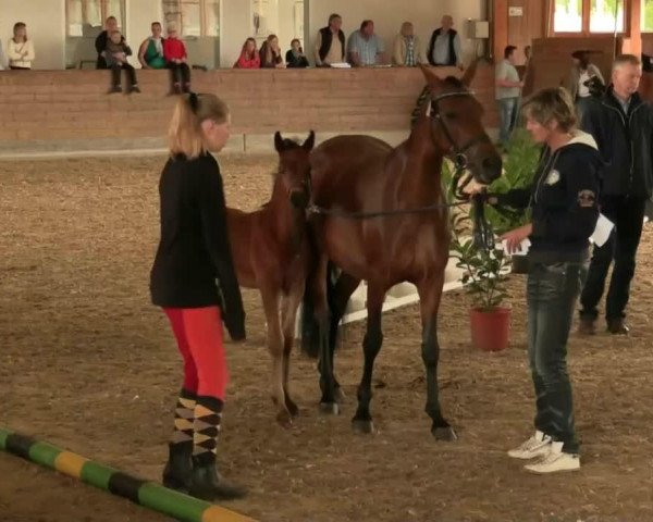 horse Hengst von D-Day (German Riding Pony,  , from D-Day AT)
