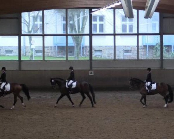 dressage horse Flash 280 (Oldenburg, 2006, from Fidertanz)