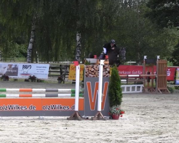 broodmare Peggy Sue PJ (Hanoverian, 2010, from Perigueux)