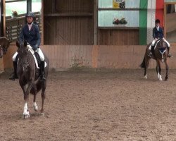 jumper Charlston J (Westphalian, 2010, from Coronas 2)