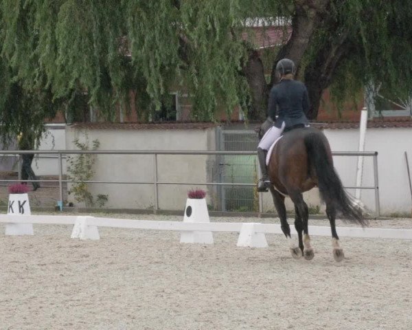 Reitturnier Achern 2020