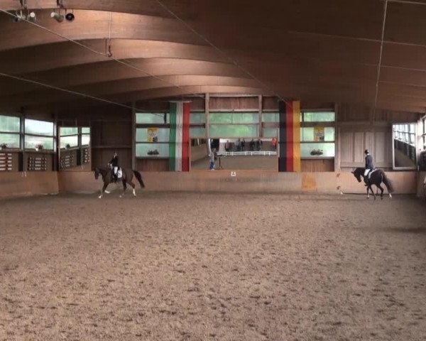 dressage horse Brunello 8 (Hanoverian, 2010, from Belissimo NRW)