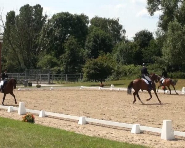 dressage horse Babalou of Golden Touch (Rhinelander, 2010, from Basic)
