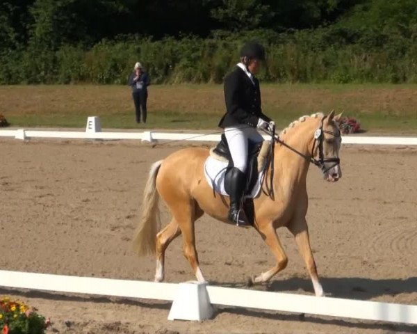 Zuchtstute Arts - Deitona (Deutsches Reitpony, 2011, von Arts-Dancer-Boy)